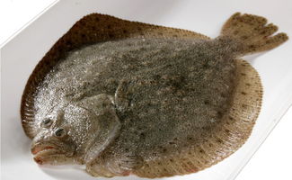 奧科美攜手上海嘉燕 以智慧可追溯體系樹水產(chǎn)行業(yè)新標(biāo)桿